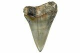 Fossil Broad-Toothed Mako Shark Tooth - North Carolina #272986-1